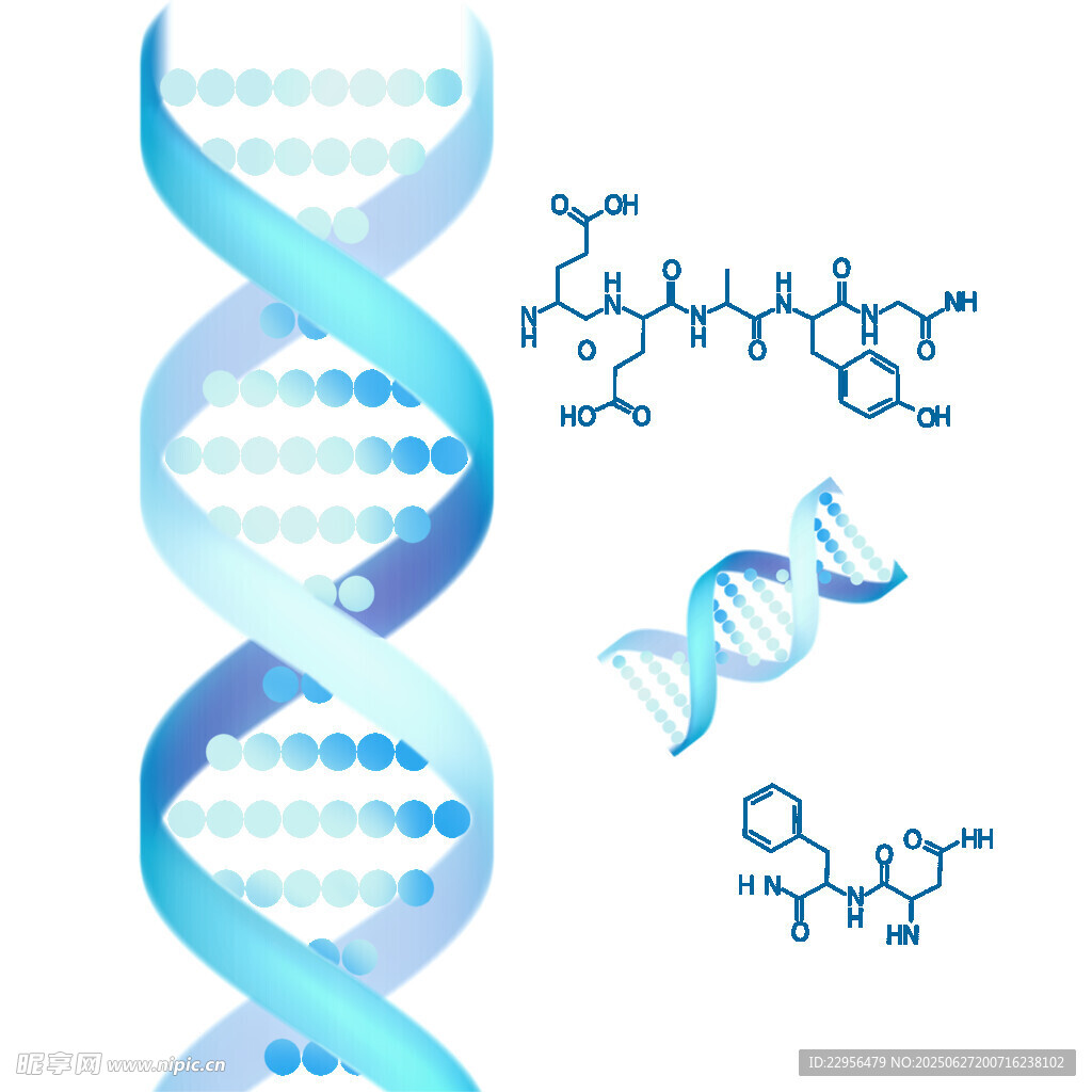 DNA结构与分子图示