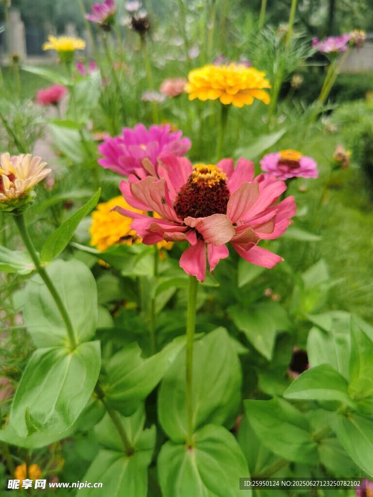 多彩绽放的娇艳花卉
