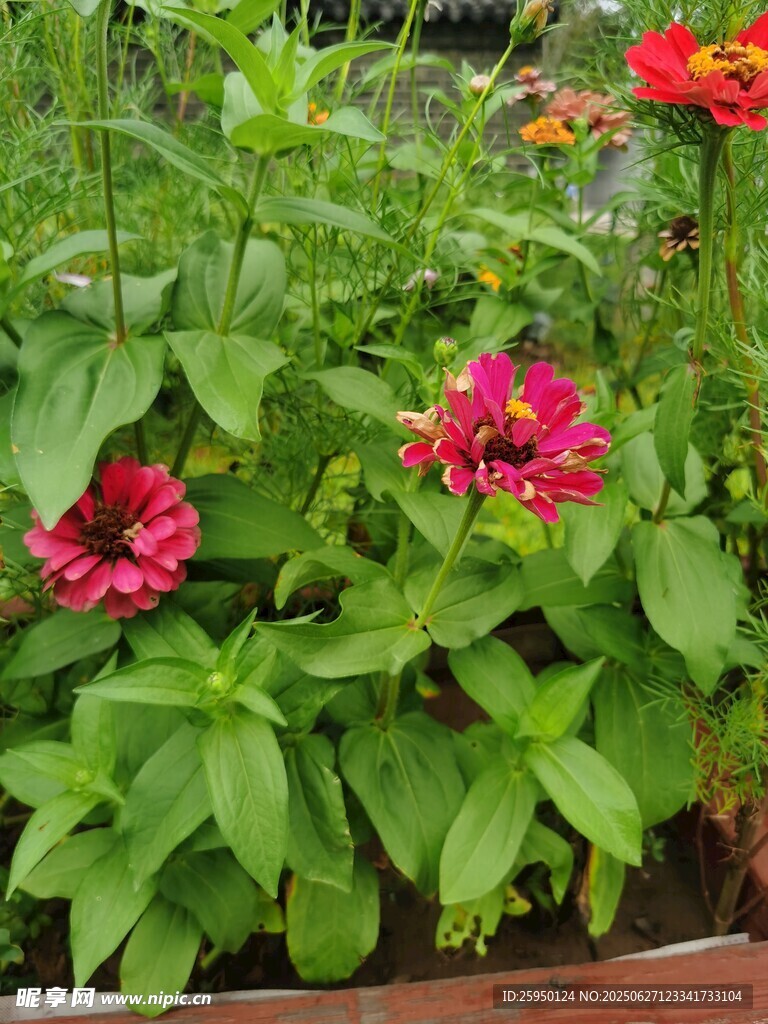 盆栽中的艳丽百日菊