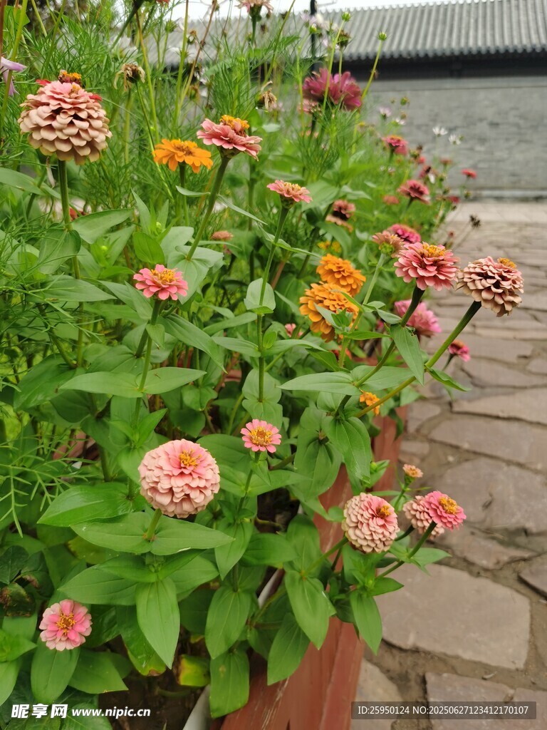 多彩花丛装点石板小径