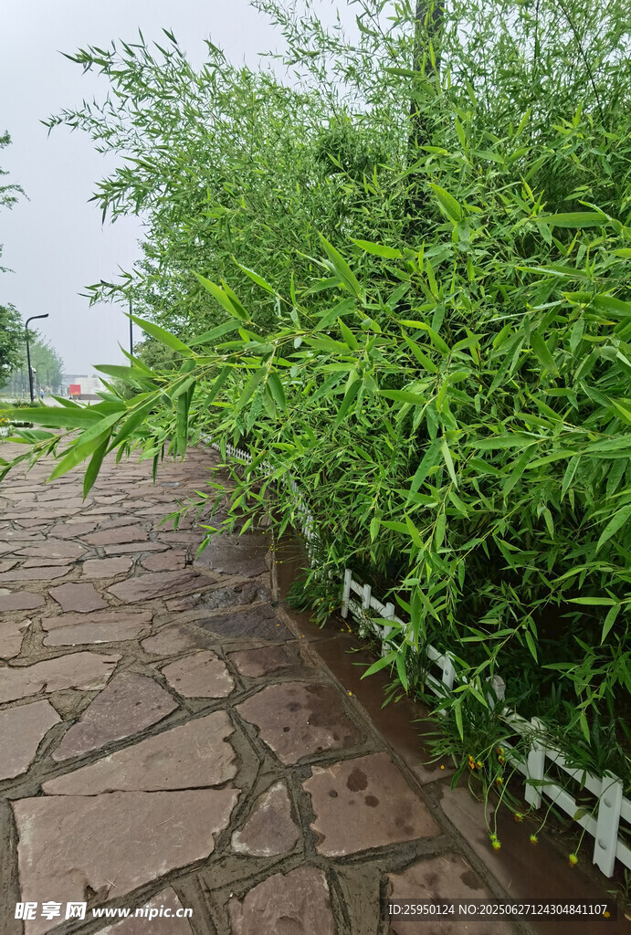 石板小径旁的葱郁绿植