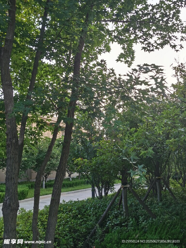 林间小道绿意盎然的景致