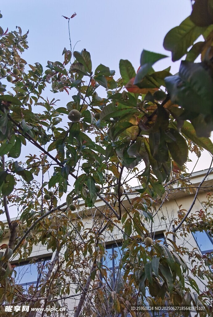 枝叶掩映下的建筑物