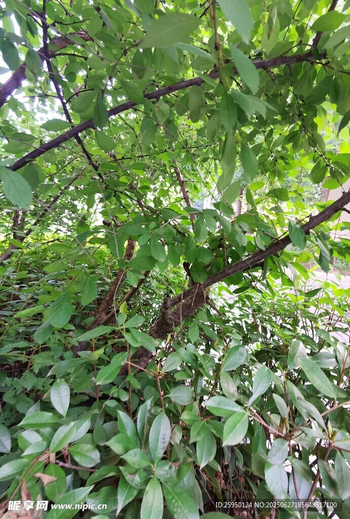 繁茂绿叶间的生机景象