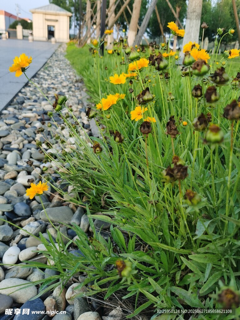 石边绽放的多彩小花