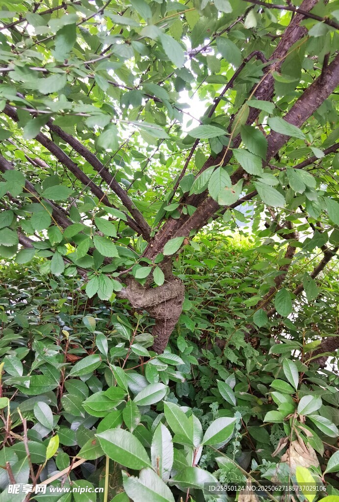 繁茂绿植展现自然生机