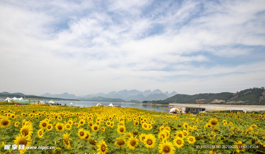 湖畔花海露营地