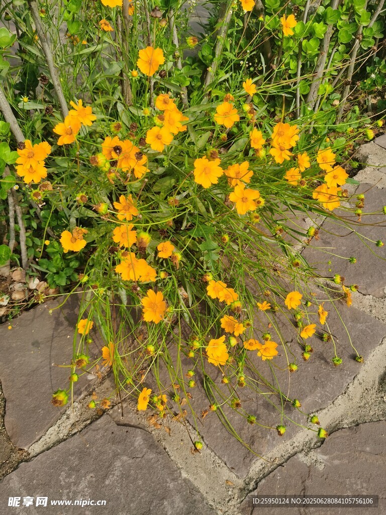 石缝间绽放的黄色小花