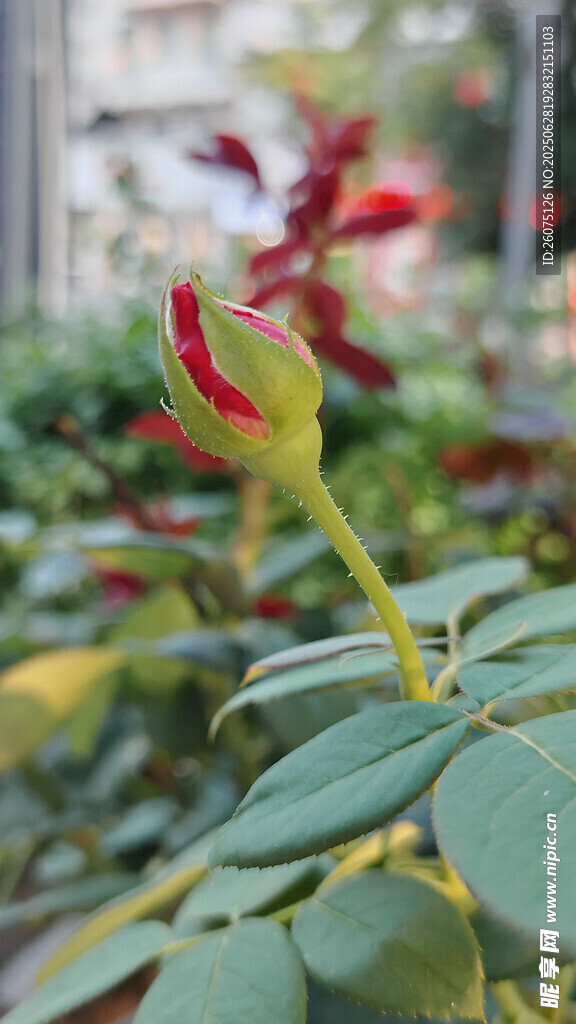 娇艳月季花苞特写