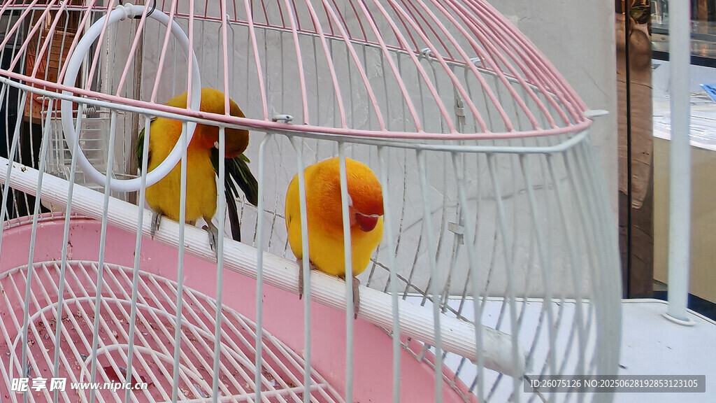 笼中双黄鸟