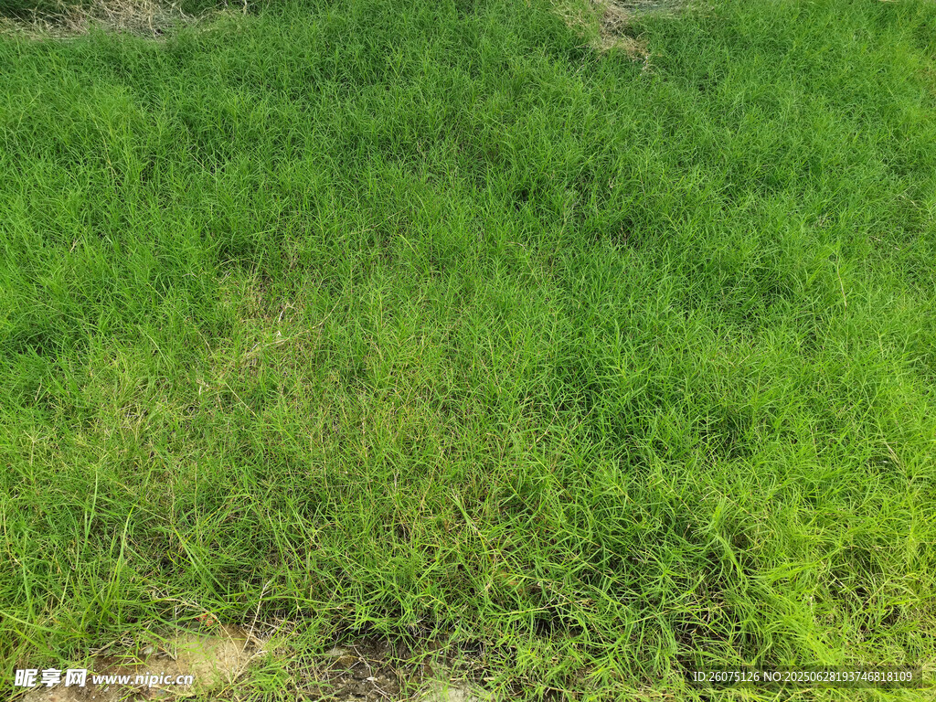翠绿草地