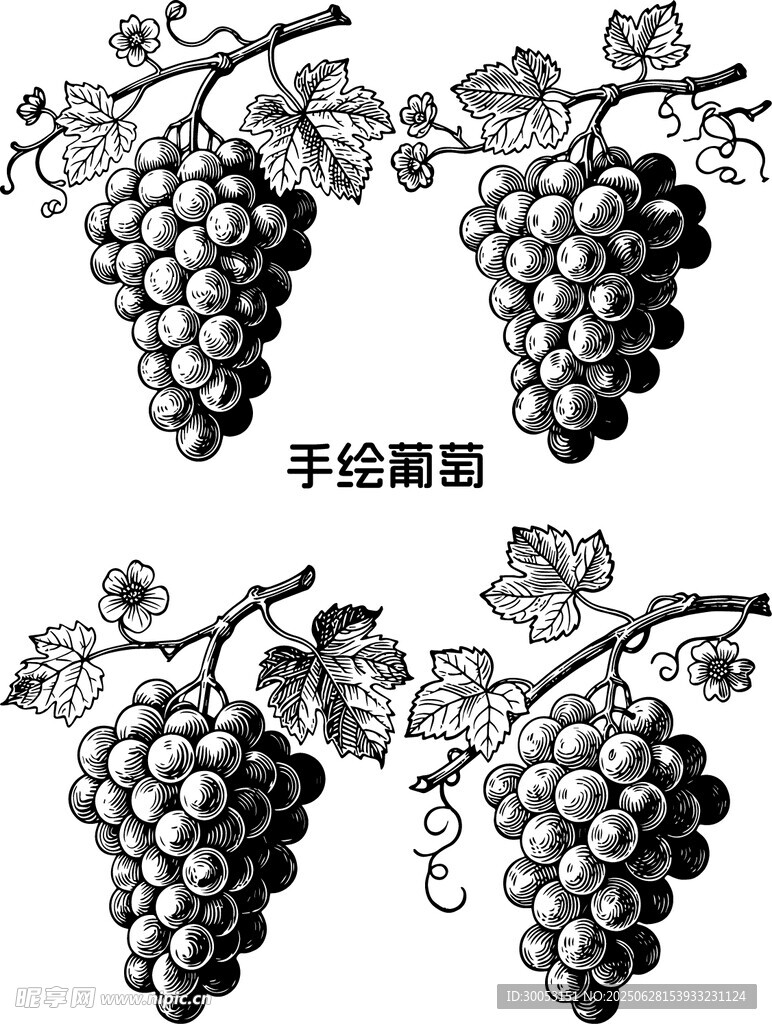 手绘线描葡萄图案