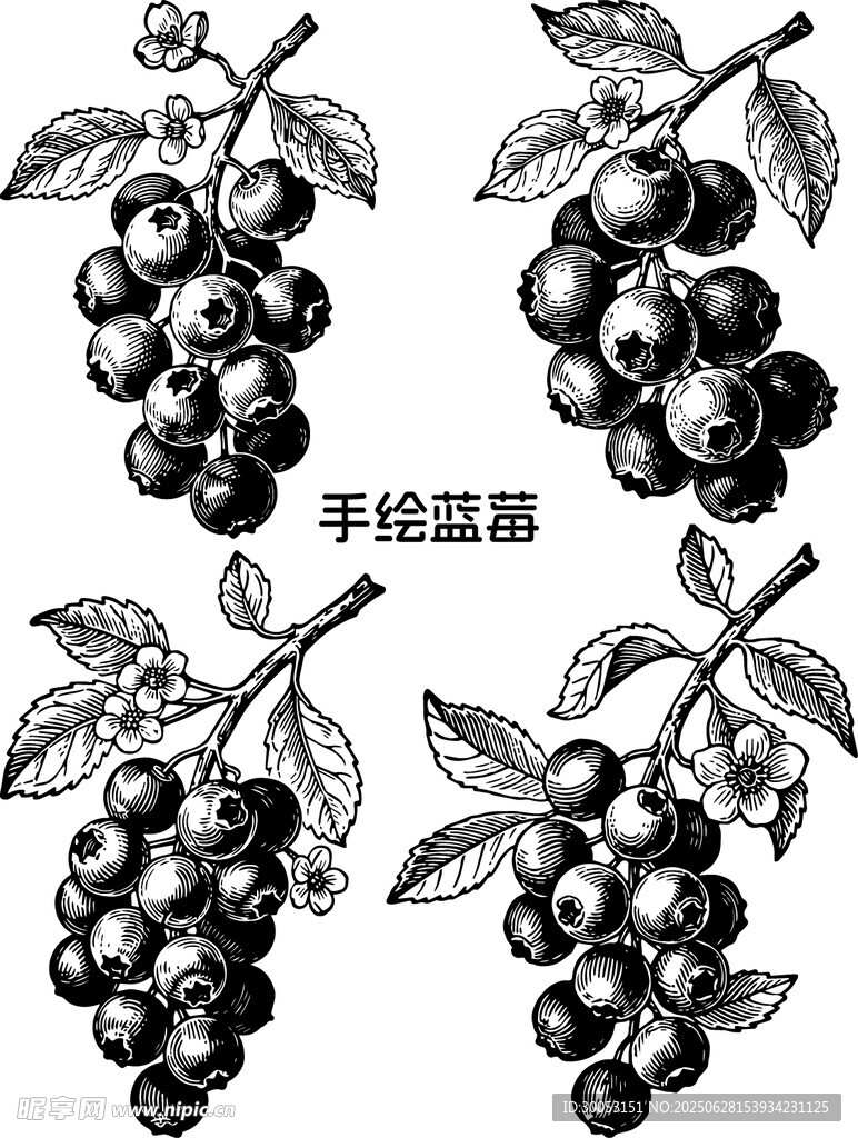 手绘蓝莓