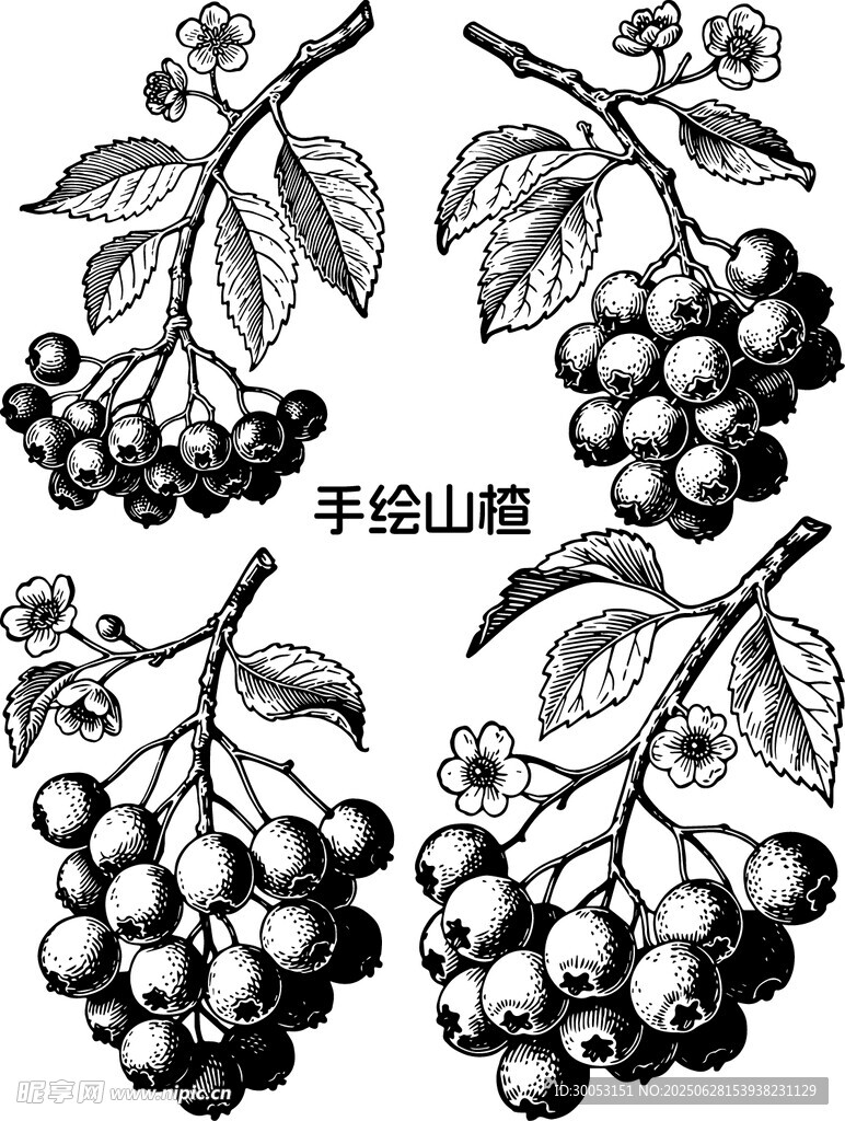手绘山楂图案