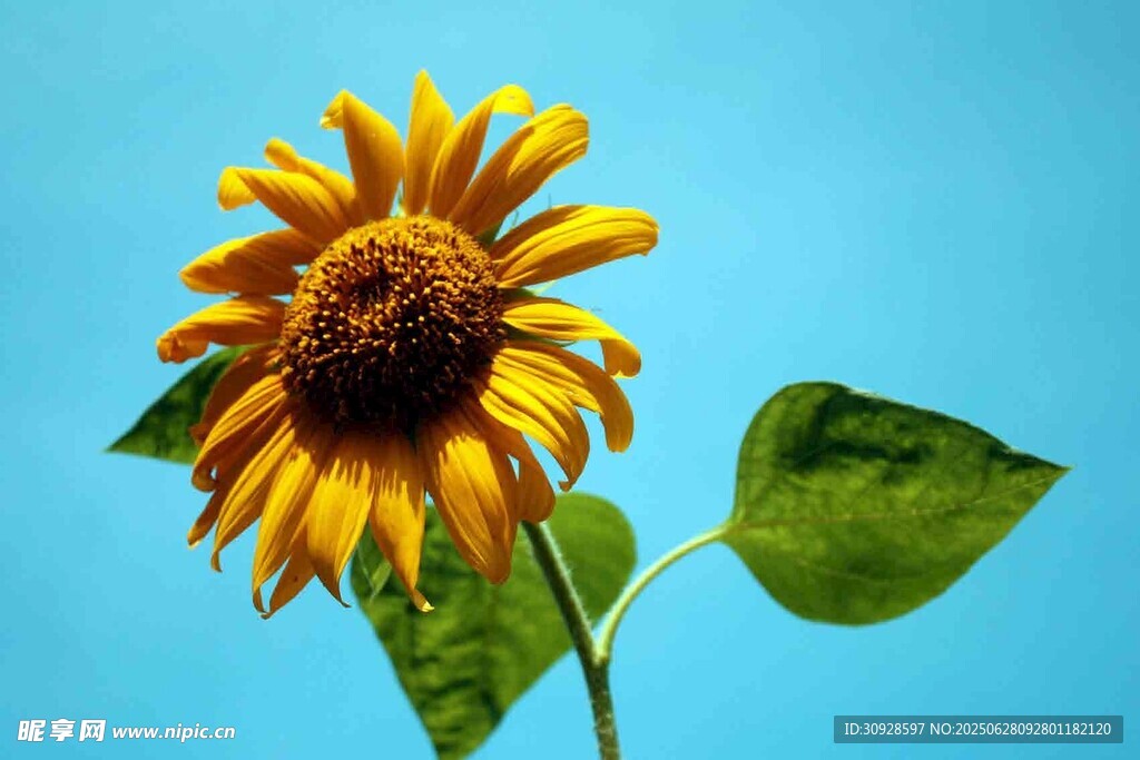 蓝天下的单株向日葵