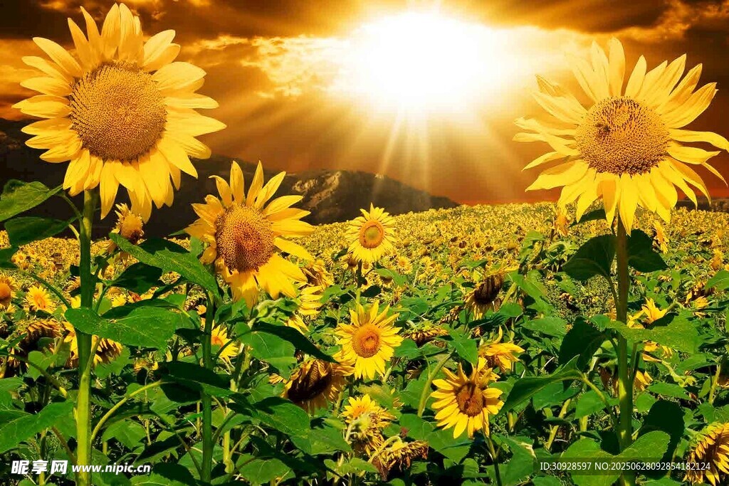 阳光照耀下的向日葵花田