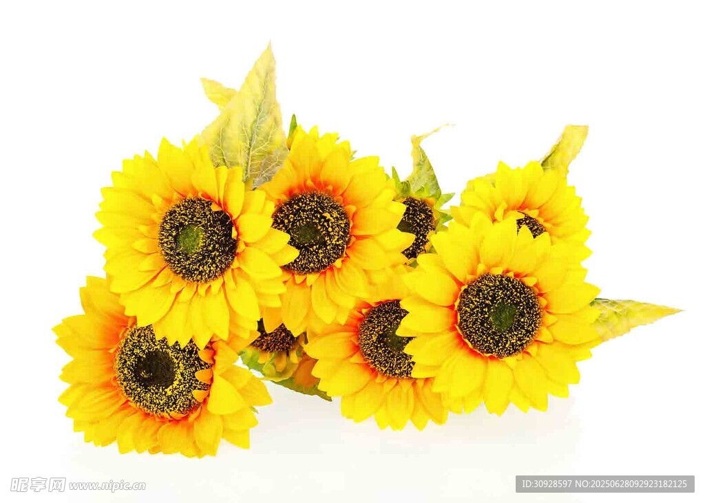 一束灿烂的黄色向日葵