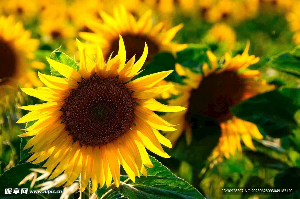 灿烂向日葵花海