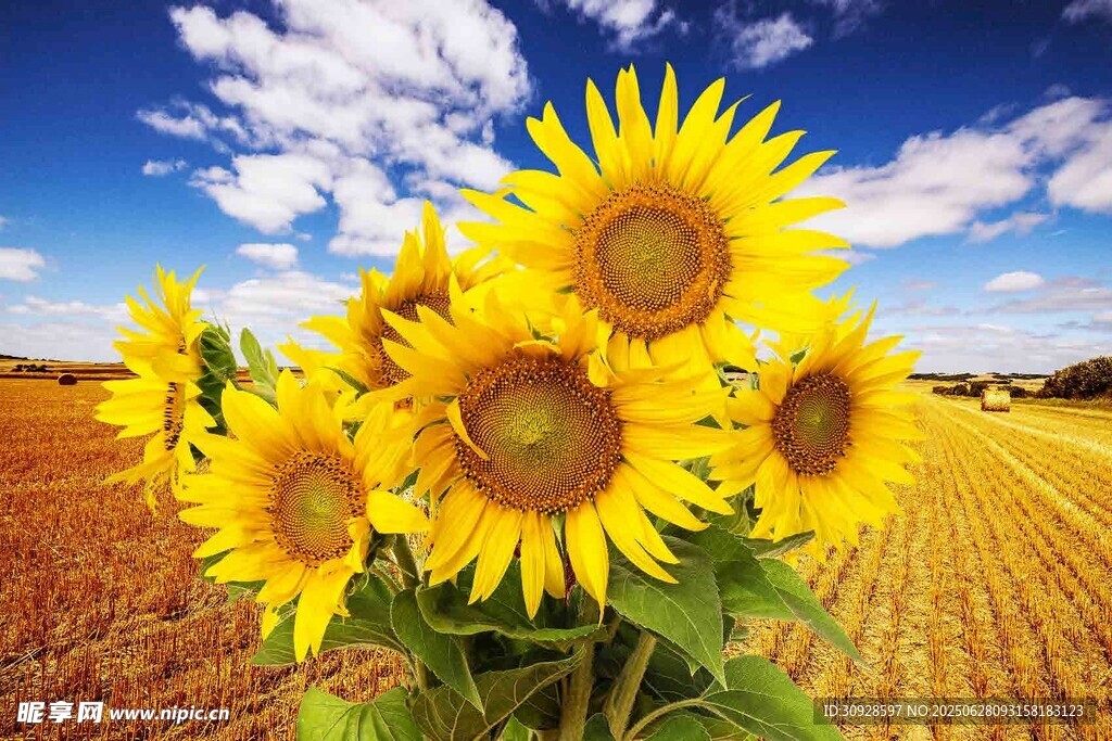 田野中的向日葵绽放