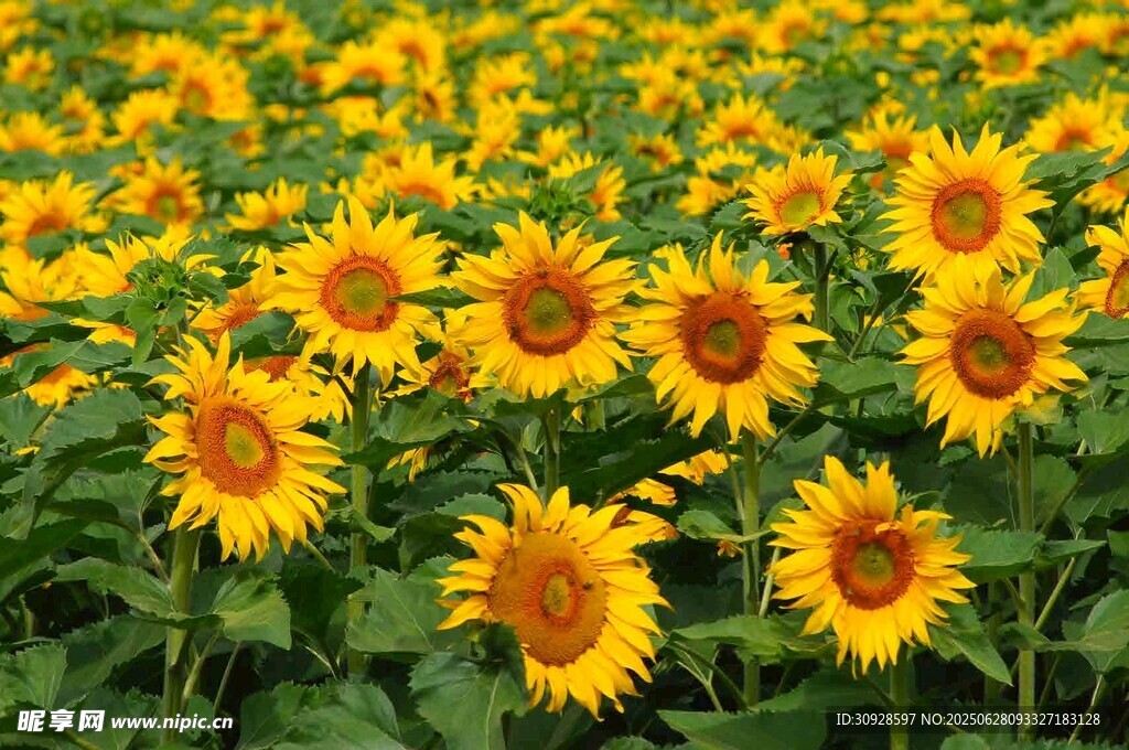 向日葵花海绽放