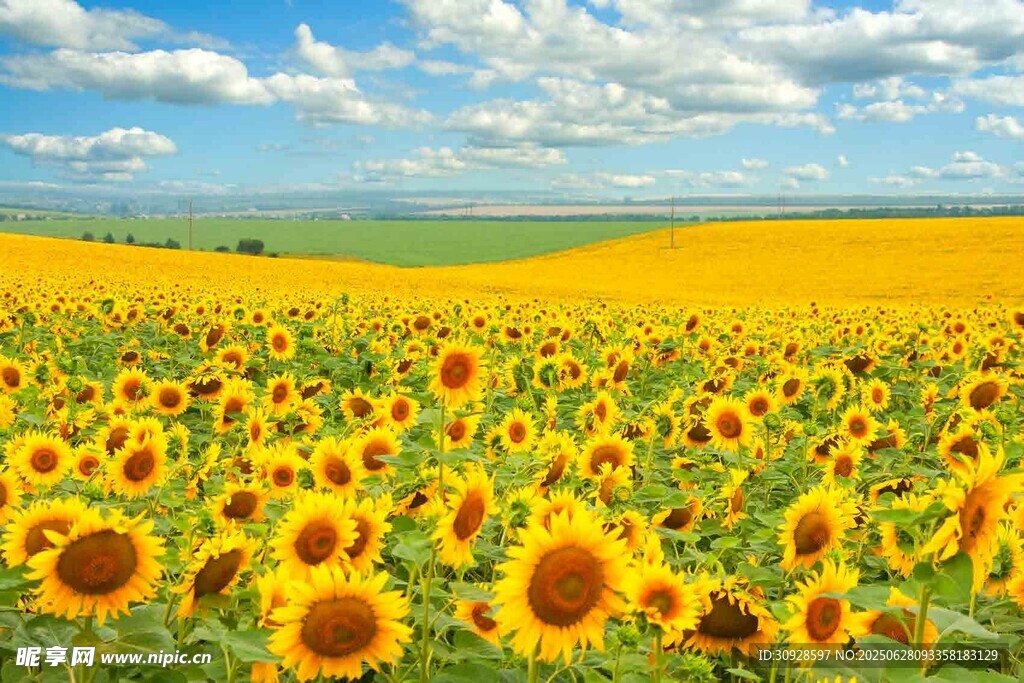 金色向日葵花海美景