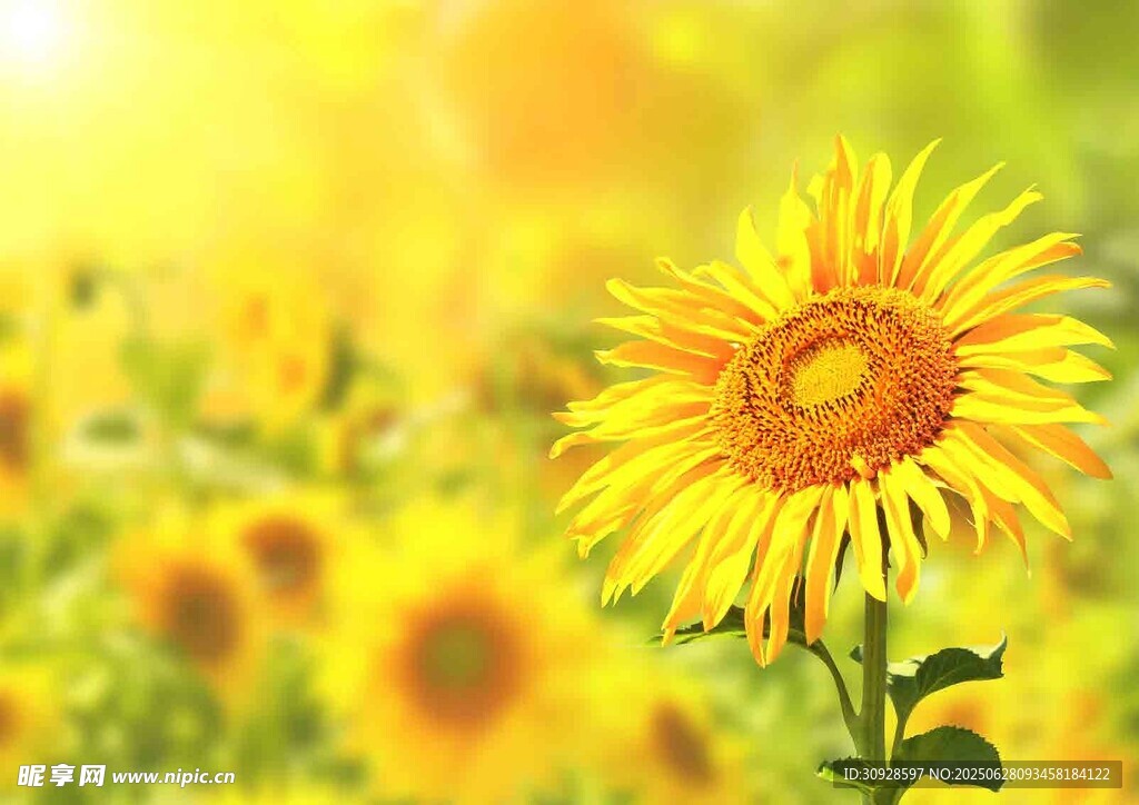 阳光下的灿烂向日葵