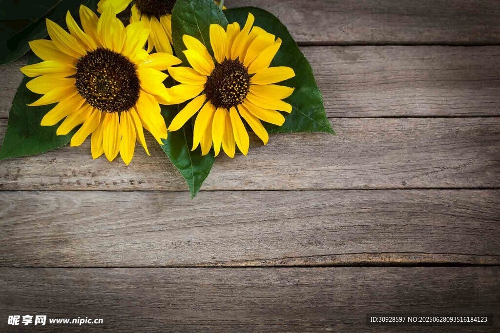 木桌上的两朵向日葵