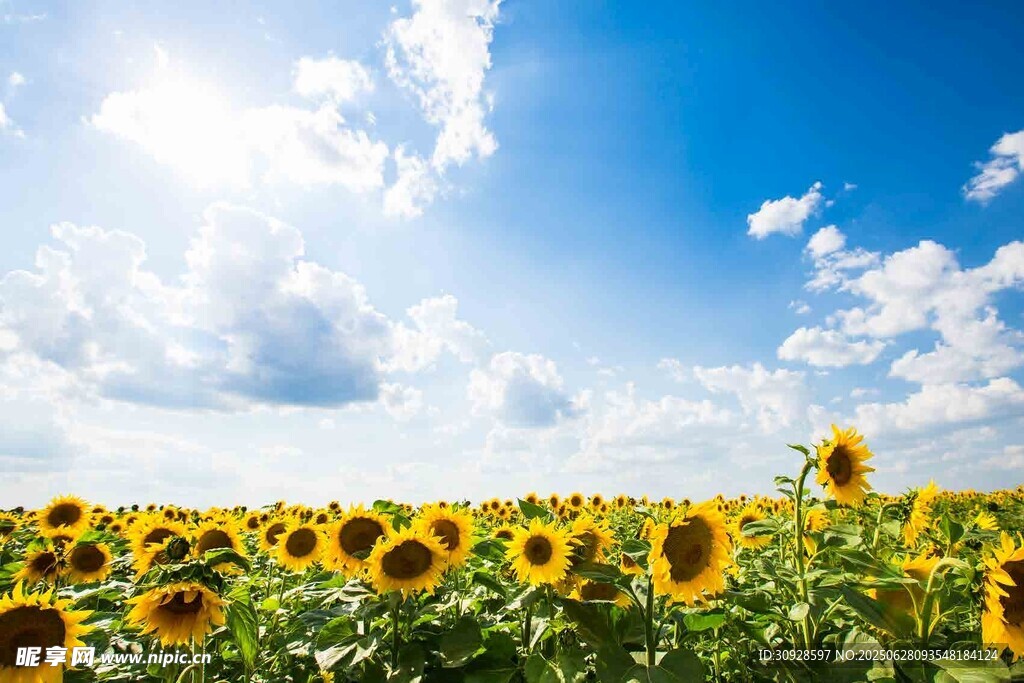 向日葵花海