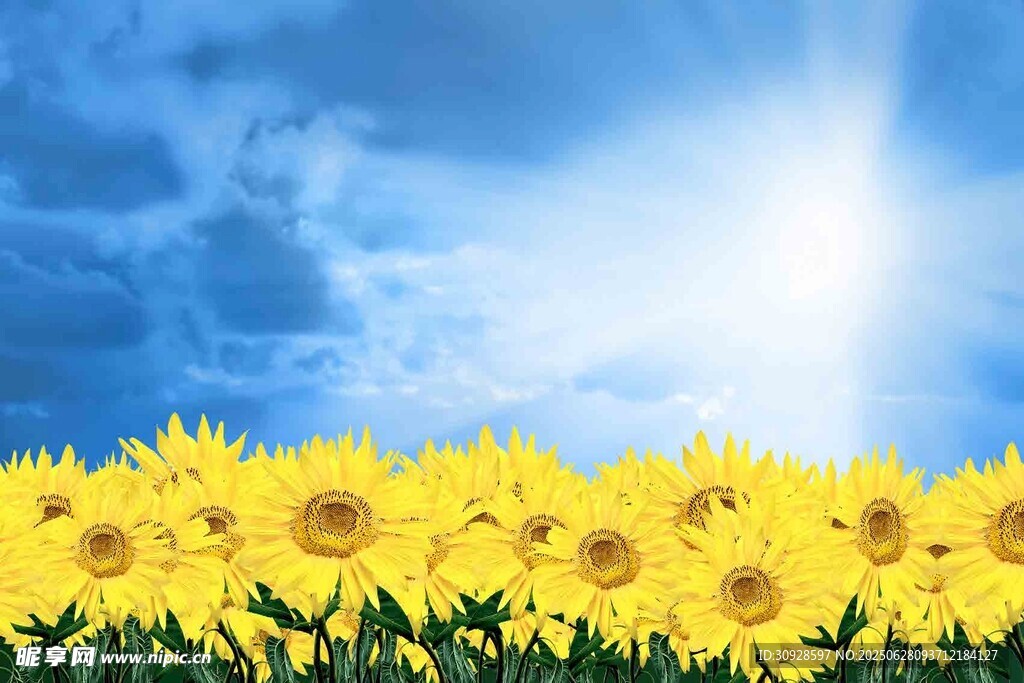 阳光下的向日葵花海