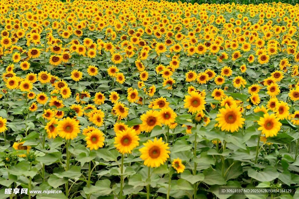 金色向日葵花海美景