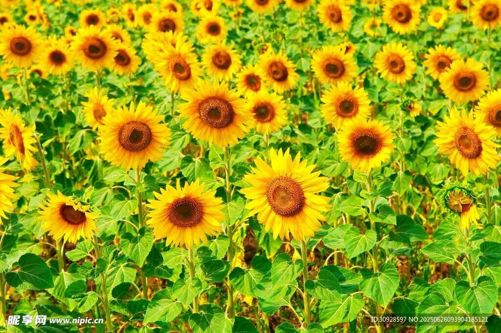 向日葵花海绽放
