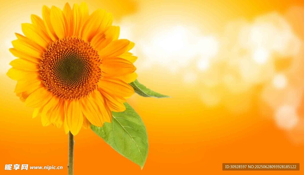 阳光下的灿烂向日葵