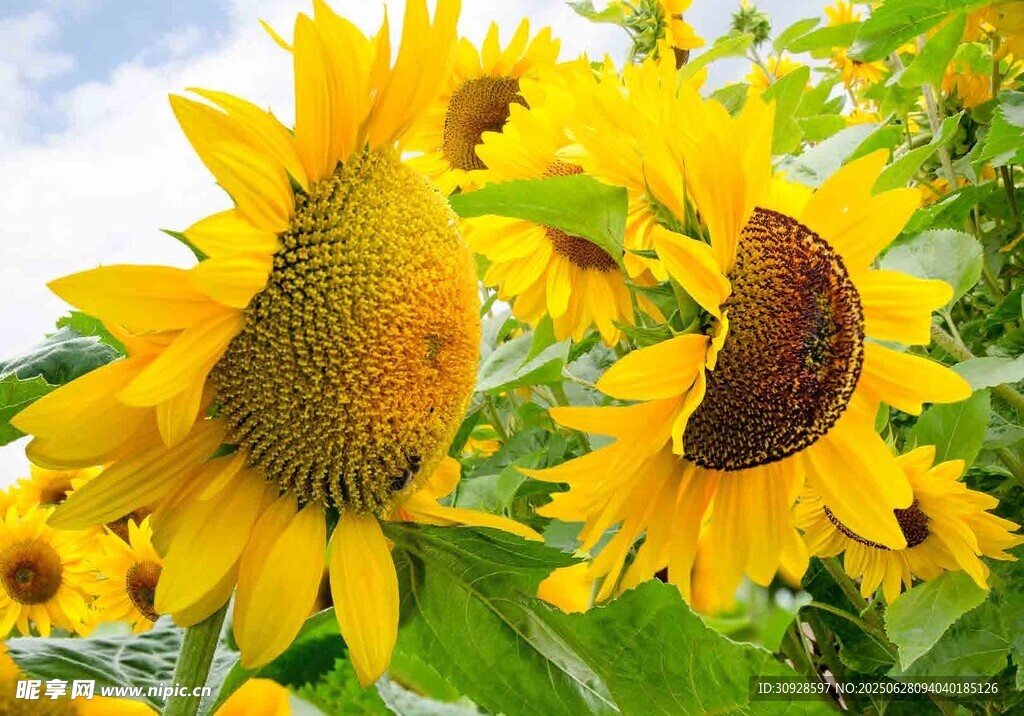 灿烂向日葵绽放美好