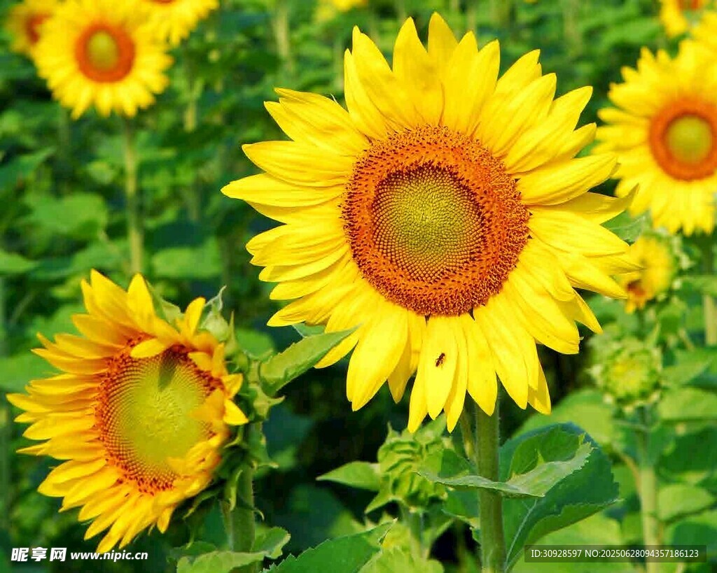 灿烂向日葵绽放于绿野