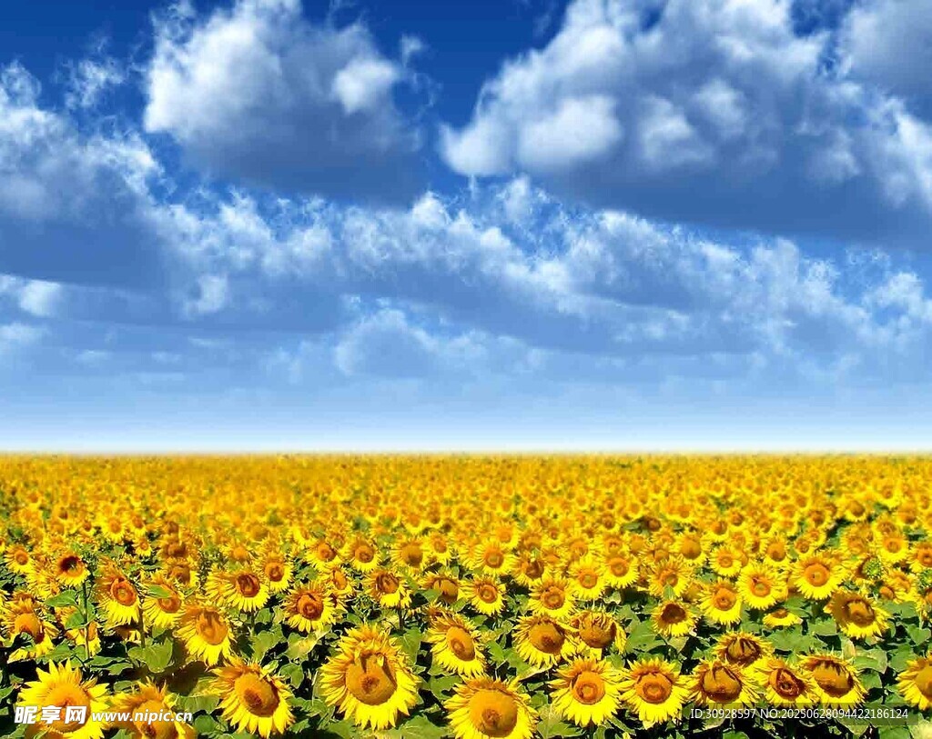 金黄向日葵花海蓝天白云