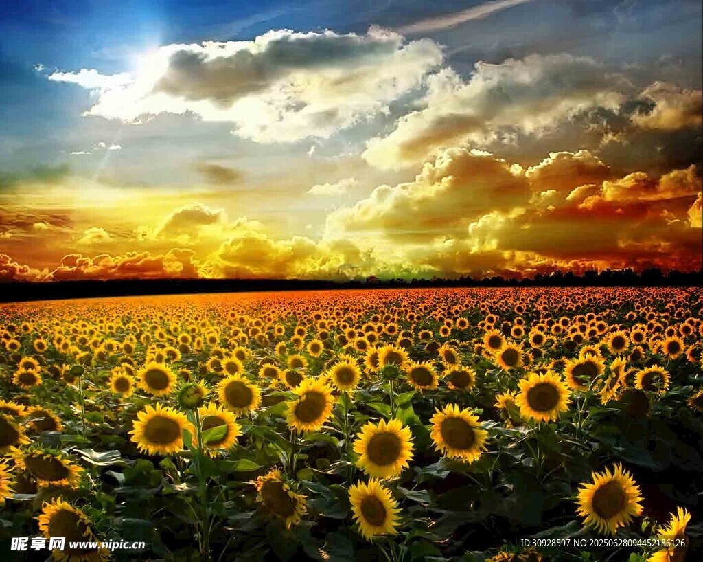 夕阳下的向日葵花海