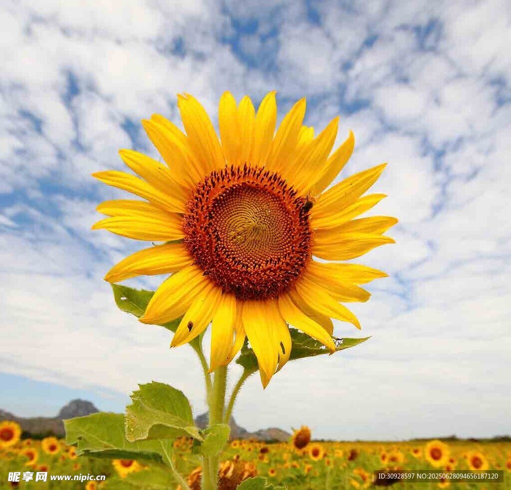 阳光下的灿烂向日葵