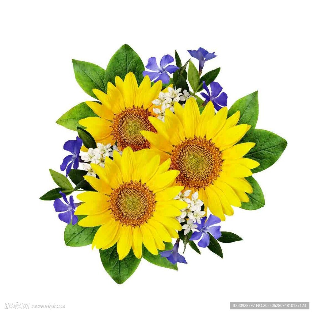 向日葵与蓝花的美丽组合