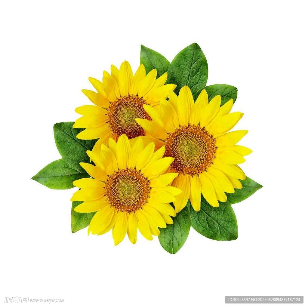 四朵向日葵与绿叶