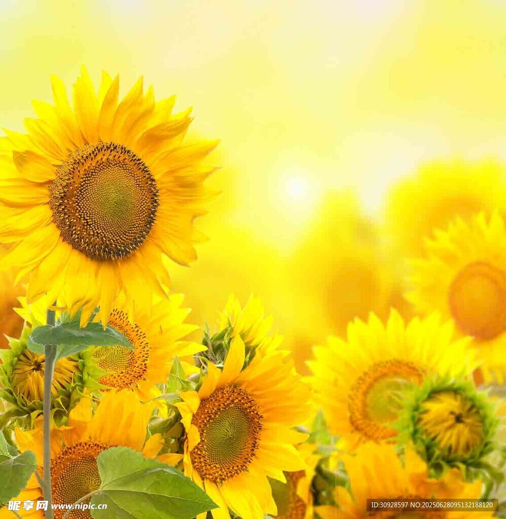 灿烂向日葵花海