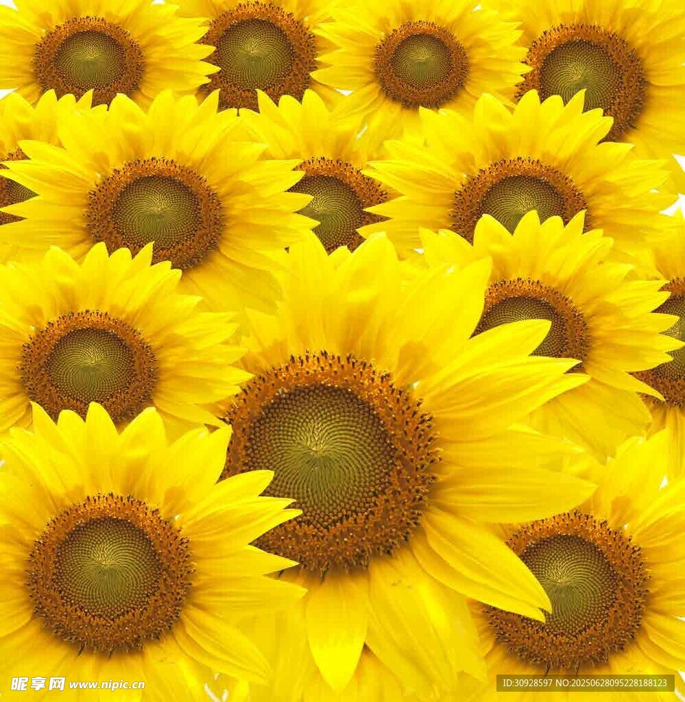 灿烂向日葵花海