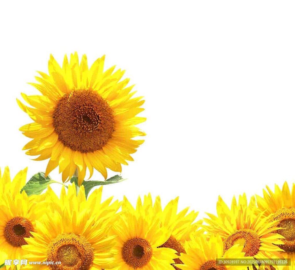 向日葵绽放的美丽瞬间