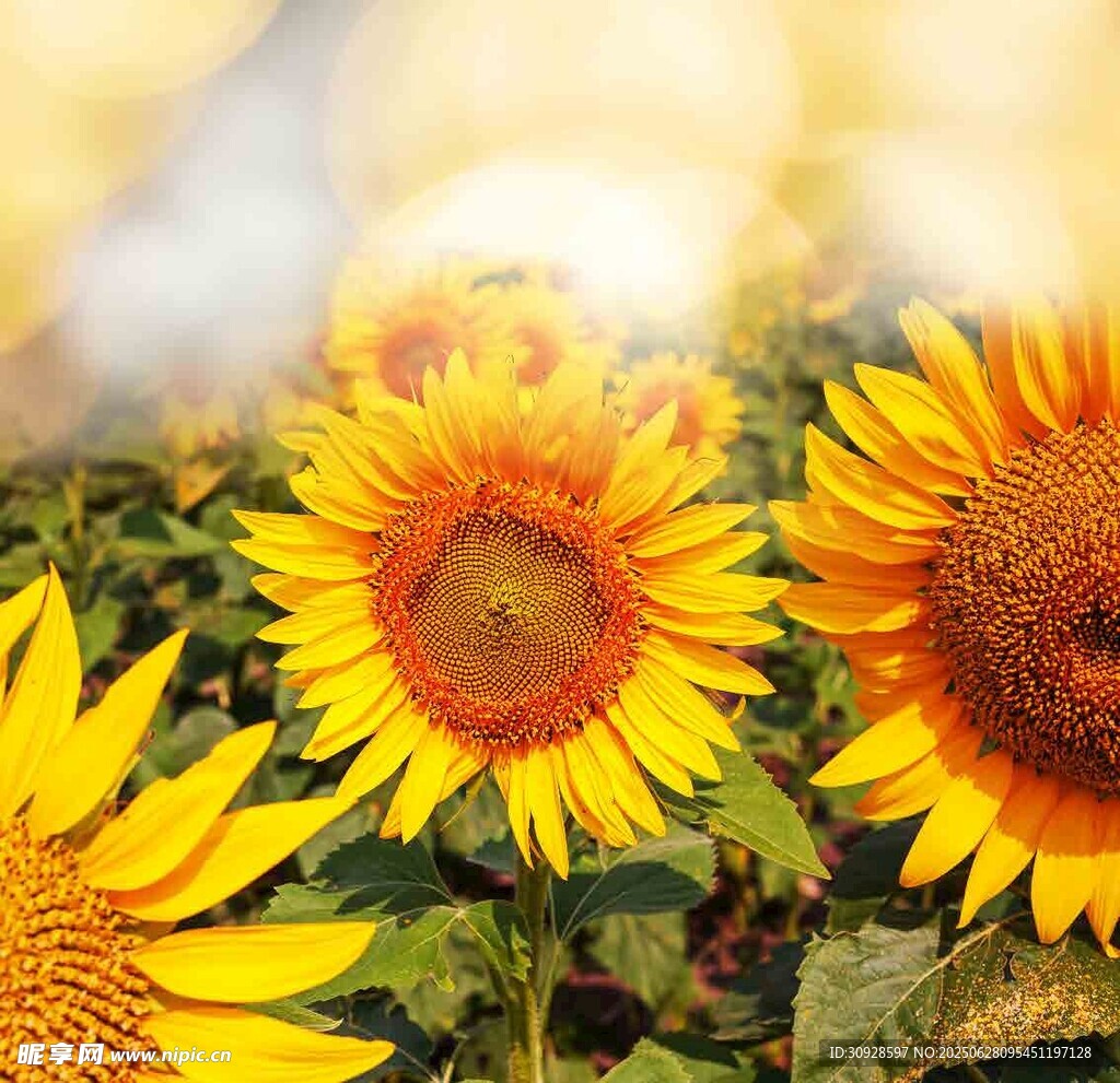 阳光下绽放的灿烂向日葵