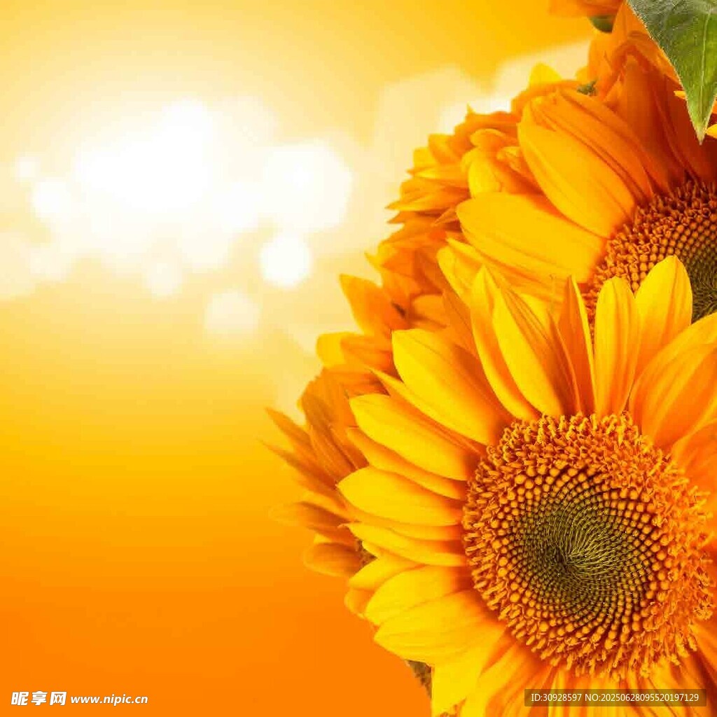 阳光下的灿烂向日葵