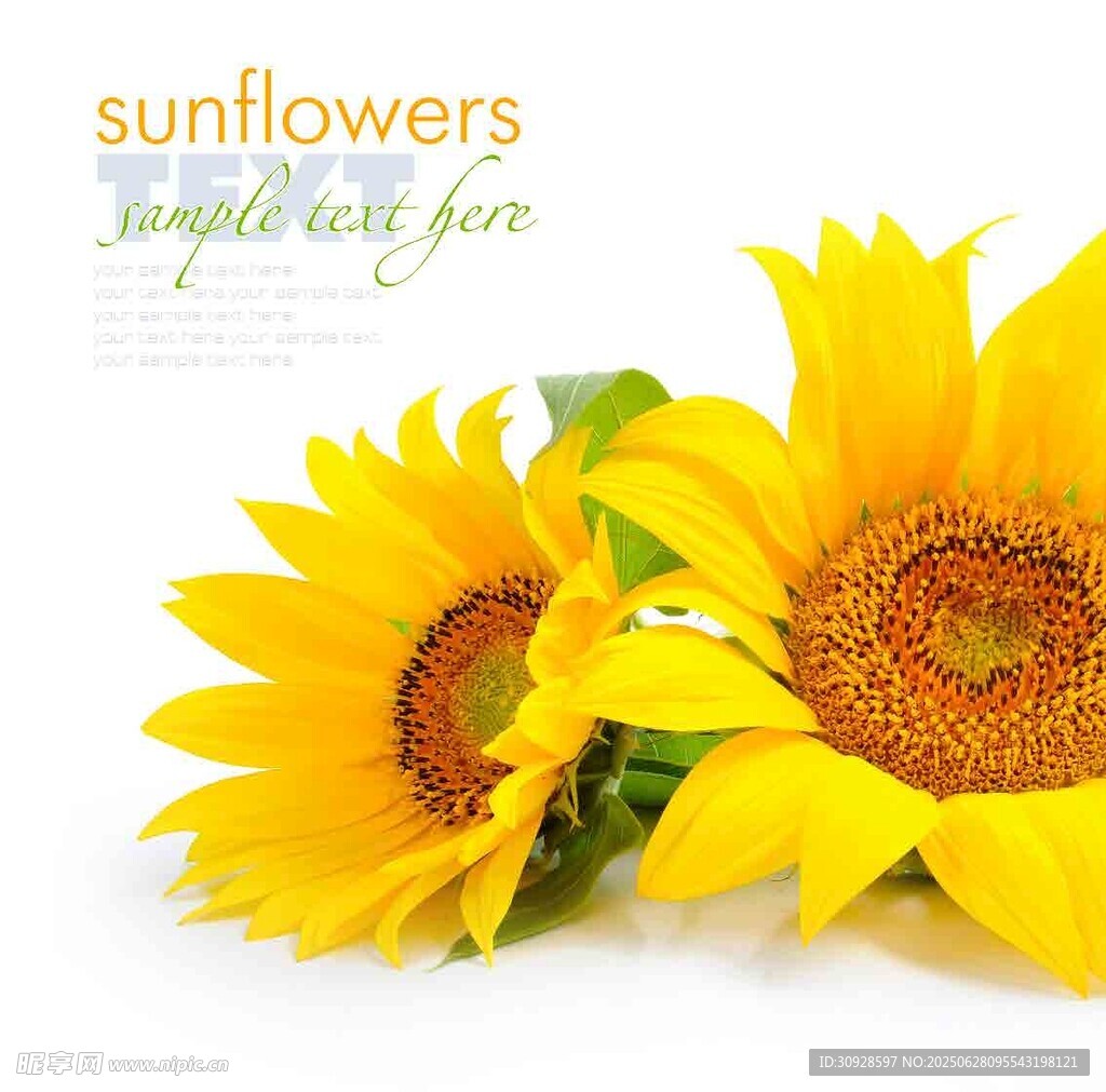 两朵绽放的美丽向日葵