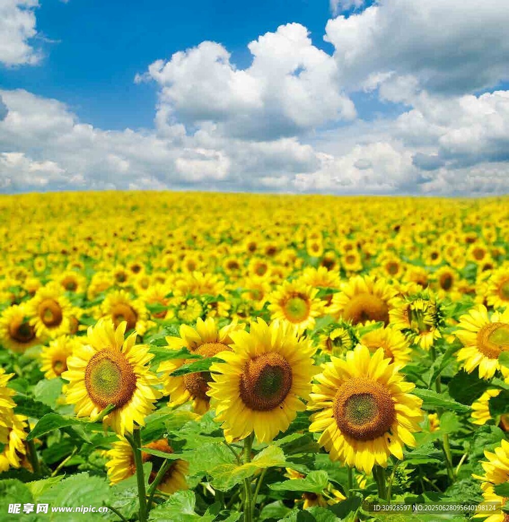 金色向日葵花海