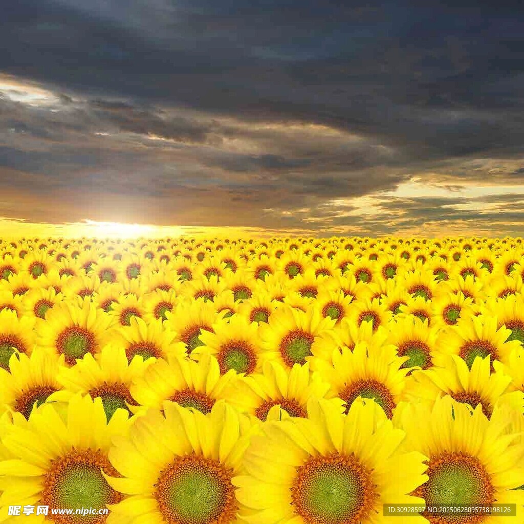 金色向日葵花海