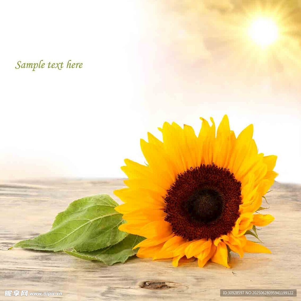 阳光下的单枝向日葵