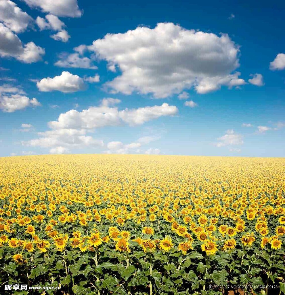金黄向日葵花海蓝天白云