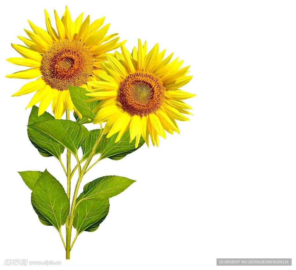 两朵向日葵插画